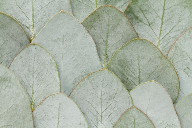 Zdarma Fotografie elegantní pozadí eukalyptu