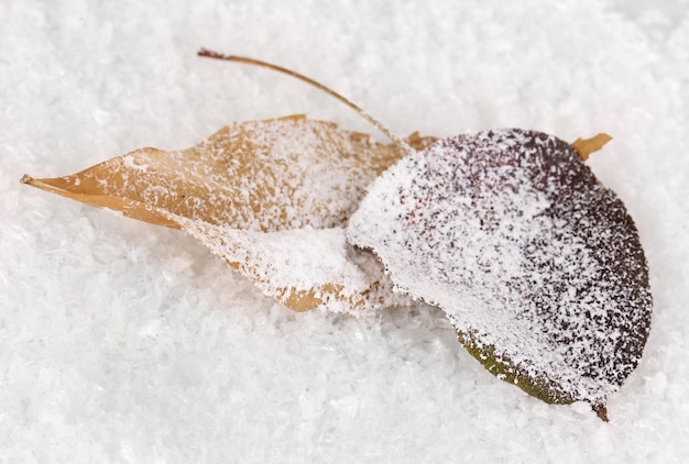 Foto gefallene blätter auf schnee