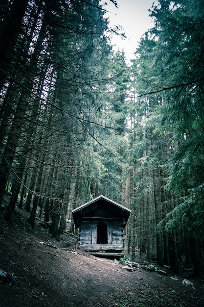 Foto kleine verlassene holzhütte in einem tiefen dunklen tannenwald