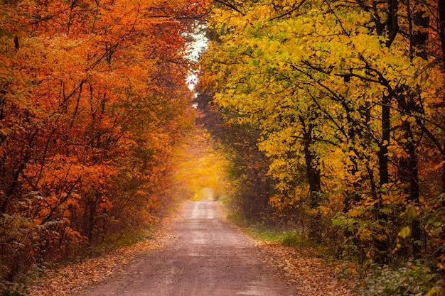 Foto unglaubliche aussicht auf den herbstwald. schöne waldlandschaft bei sonnenaufgang