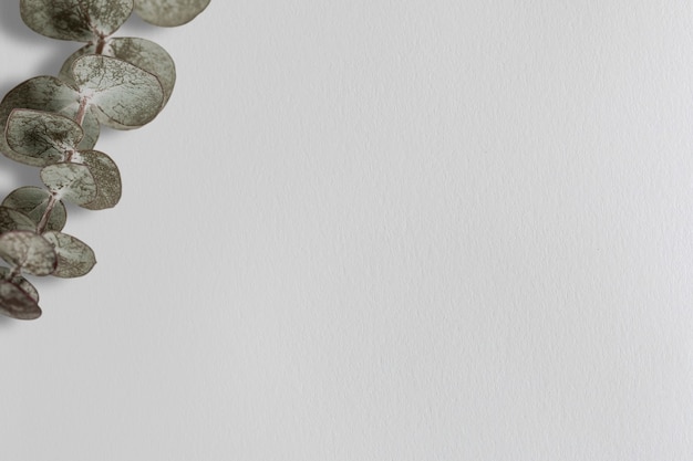 Free Photo silver dollar eucalyptus background