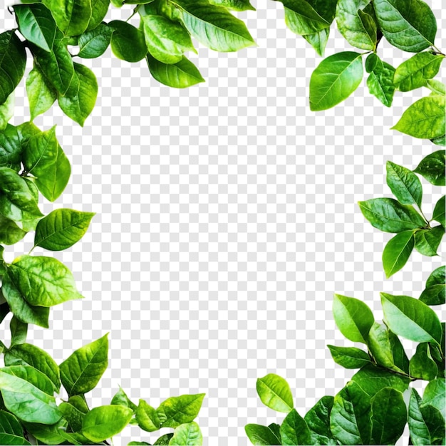 Free PSD lush green leaves frame natures vibrant border