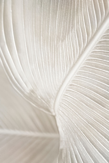 Gratis Foto cremefarvet paradisfuglblads baggrundsdesign ressource