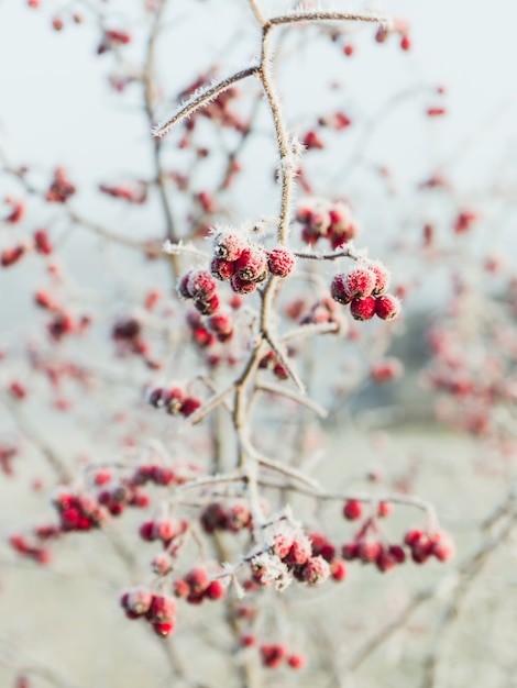 Gratis Bild rosa rosépepparbär täckta med snö