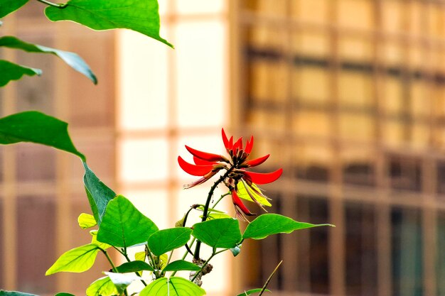Photo cận cảnh hoa nở ngoài trời