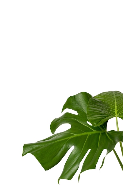 PSD Gratis daun-daun indah terisolasi