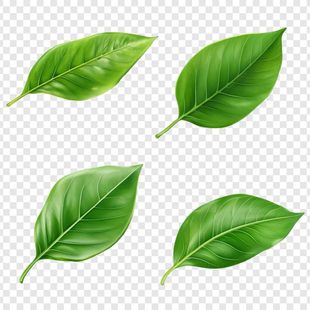 PSD koleksi daun hijau cerah gambar resolusi tinggi dari empat daun subur sempurna untuk proyek desain