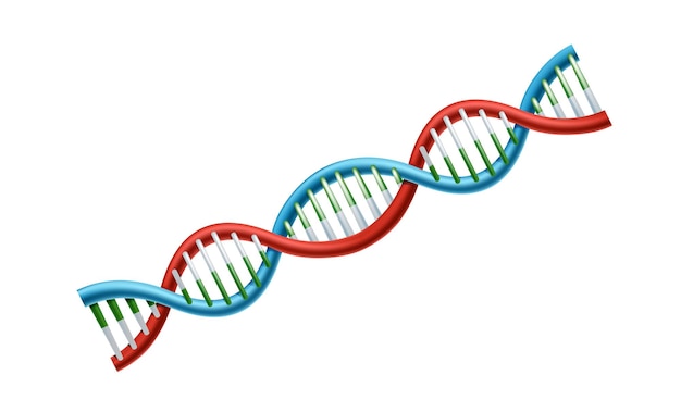 Miễn phí Vector biểu tượng vector dna chân thực. khái niệm và yếu tố y tế.